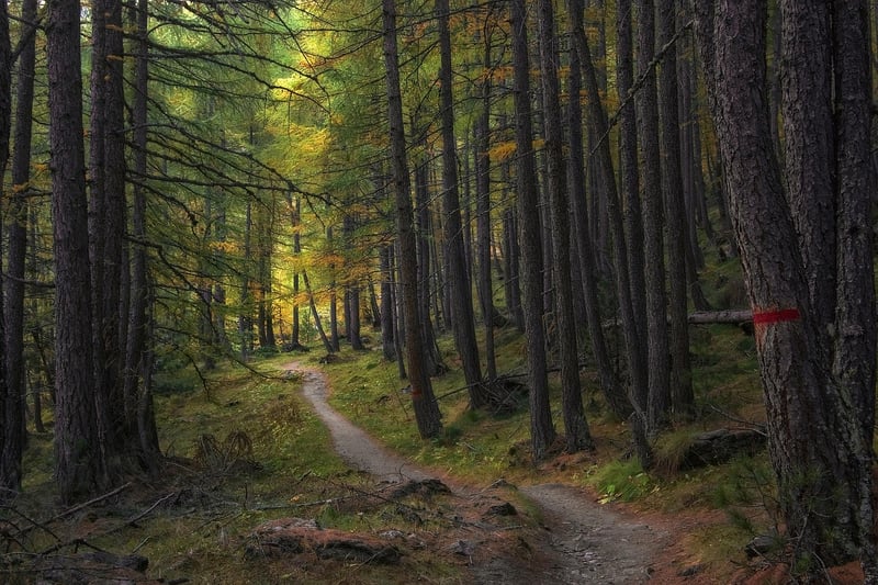Forest Path